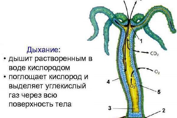 Как восстановить пароль кракен