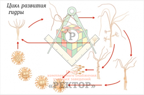 Кракен через тор браузер